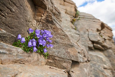 Earleaf bellflower (Campanula cochleariifolia) blooming in the mountains at Hochalpenstrasse,