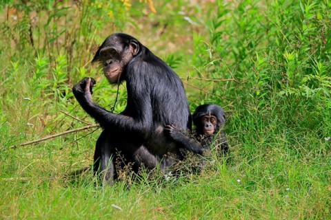 Bonobo, bonobo (Pan Paniscus), female, adult, young animal, feeding, Great ape, Primate,