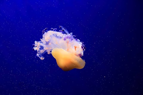 Fried egg jellyfish (Cotylorhiza tuberculata), in water, captive, Mediterranean Sea