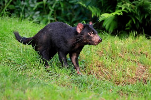 Tasmanian devil (Sarcophilus harrisii), adult, vigilant, running, captive, Tasmania, Australia,