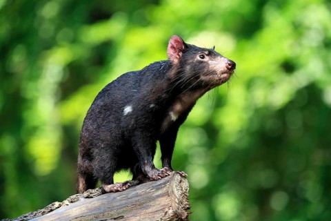 Tasmanian devil (Sarcophilus harrisii), adult, vigilant, on tree trunk, captive, Tasmania,