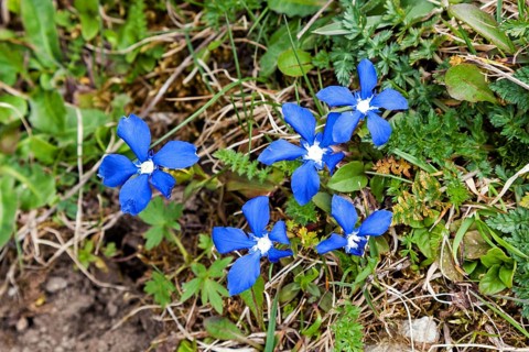 Spring Gentian Gentiana verna), Kleinwalsertal, Vorarlberg, Austria, Europe