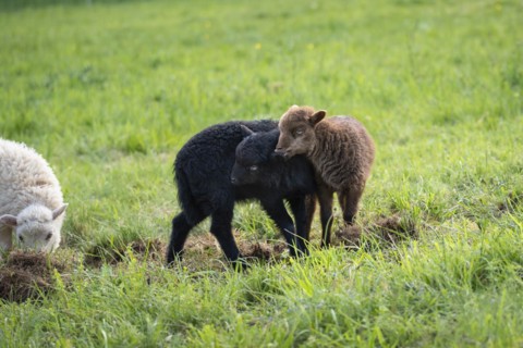 Three lambs in a meadow, one black, one brown and one white-brown. The brown lamb playfully bites