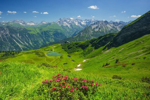 Alpine rose blossom, panorama from Fellhorn over Schlappoldsee and Fellhornbahn mountain station to