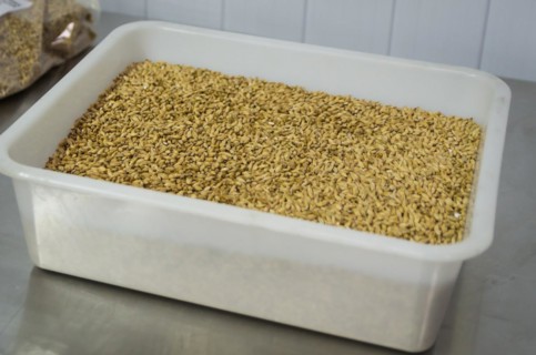 Barley malt for beer, pale ale, pilsen