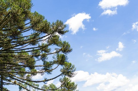 Beautiful Araucaria tree, typical tree of the mountain region of Rio Grande do Sul, Brazil, South