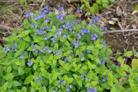 Germander speedwell (Veronica chamaedrys), carpet of flowers on the forest floor, Velbert, North