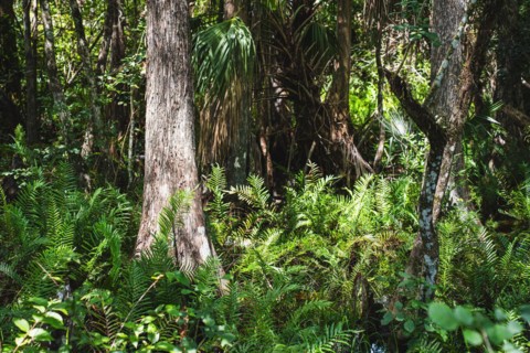Kirby Storter Roadside Park, Tamiami Trail East, Ochopee, Everglades, Florida, USA, North America