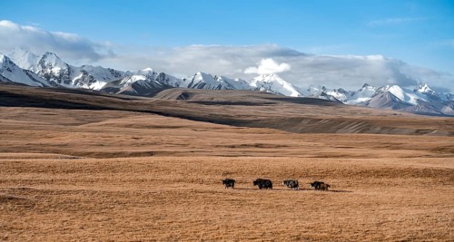 Glaciated and snow-covered mountains, yaks in autumnal mountain landscape with yellow grass, Tian