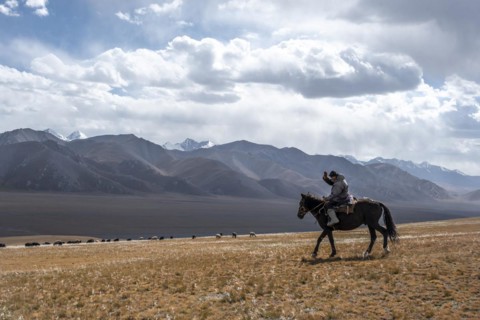 Nomadic life on a plateau, shepherd on horse, flock of sheep, dramatic high mountains, Tian Shan