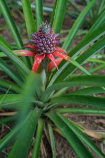 Image of pineapple ripens on farm. Phuket, Thailand, Asia