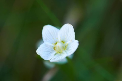 Marsh grass of Parnassus (Parnassia palustris) blooming in the mountains at Hochalpenstrasse,