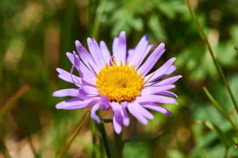 Alpine aster (Aster alpinus) blooming in the mountains at Hochalpenstrasse, Pinzgau, Salzburg,