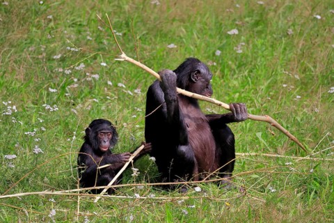 Bonobo, bonobo (Pan Paniscus), female, adult, young animal, feeding, Great ape, Primate,