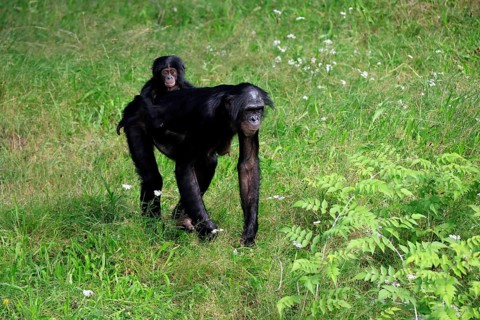 Bonobo, bonobo (Pan Paniscus), female, adult, young animal, foraging, Great ape, Primate,