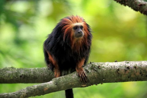Golden-headed lion tamarin (Leontopithecus chrysomelas), adult, on tree, alert, captive, South