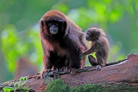 Coppery titi (Plecturocebus cupreus), adult, female, young animal, mother with baby, on tree,