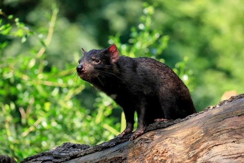 Tasmanian devil (Sarcophilus harrisii), adult, vigilant, on tree trunk, captive, Tasmania,