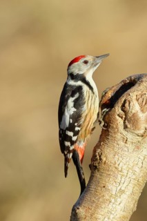 Middle spotted woodpecker (Dendrocopos medius) sitting on a tree trunk, Animals, Birds, Picids,