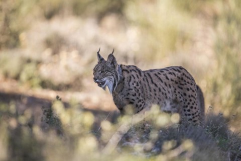Pardell Lynx female, Iberian Lynx (Lynx pardinus), Extremadura, Castilla La Mancha, Spain, Europe