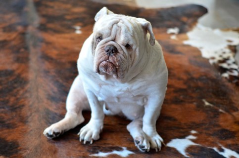 Pretty white english bulldog sitting on carpet