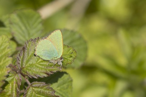 Green hairstreak butterfly (Callophrys rubi) adult on a Bramble leaf, England, United Kingdom,
