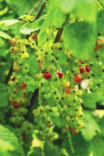 Ribes rubrum, shrub with berries