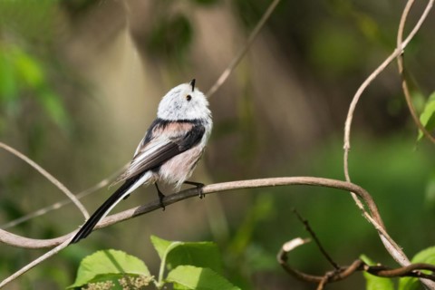 Egg of a Long-tailed tit (Aegithalos caudatus) looking upwards on a twig, Hesse, Germany, Europe