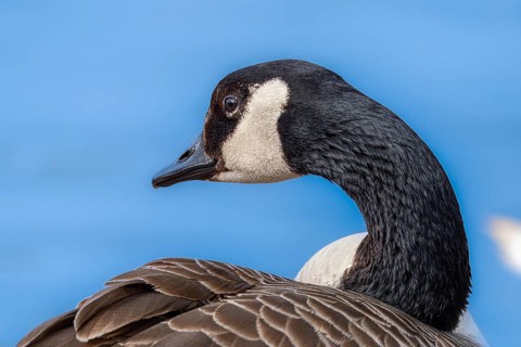 Canada goose (Branta canadensis) on the banks of the Main, Offenbach am Main, Hesse, Germany,