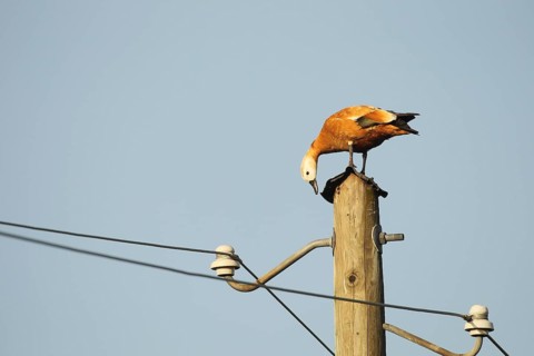 Ruddy shelduck (Tadorna ferruginea) female animal resting on a power pole, Allgaeu, Bavaria,