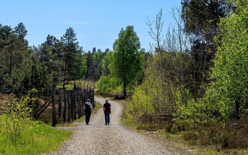 Schoenower Heide nature reserve, Schoenow, Brandenburg, Germany, Europe