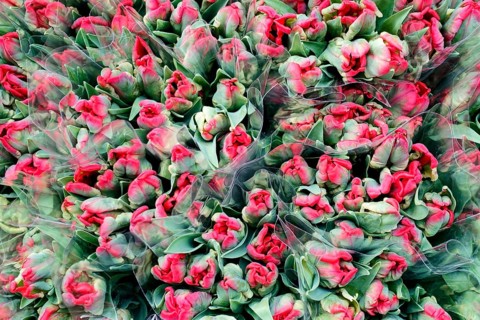 Wrapped red Tulips (Tulipa) in large quantity at a flower market, flower sale, central station,