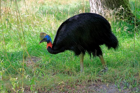 Northern cassowary (Casuarius unappendiculatus), adult, foraging, captive, Papua New Guinea,