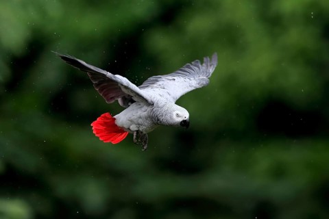 African grey parrot, (Psittacus erithacus timneh), adult, flying, captive