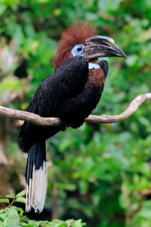 Black-casqued hornbill (Ceratogymna atrata), adult, female, perch, captive, South America