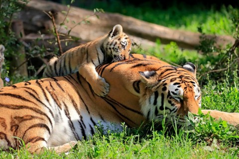 Siberian tiger (Panthera tigris altaica), adult, female, young animal, mother with young, captive
