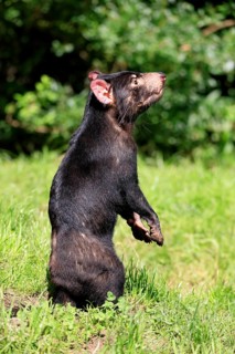 Tasmanian devil (Sarcophilus harrisii), adult, alert, upright, captive, Tasmania, Australia,