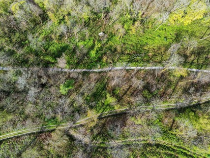Top Down over Forest from a drone, Long Wood, River Dart, Dartmouth, Kingswear, Devon, England,