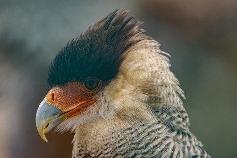 Southern crested caracara (Caracara plancus)
