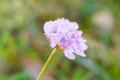 Sea thrift (Armeria maritima), also common Lady's Cushion, Flower of the Year 2024, focus on a