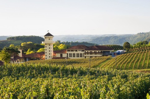 Bento Golcalves, Brasil, April 07, 2017: Luxury Winery, Vineyard of grapes in the Vale dos Vinhedos