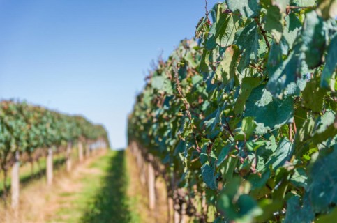 Vineyard of grapes in the Vale dos Vinhedos in Bento Goncalves, a gaucho wine