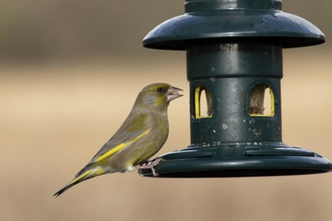 European greenfinch (Chloris chloris) adult male bird on a garden bird feeder, England, United