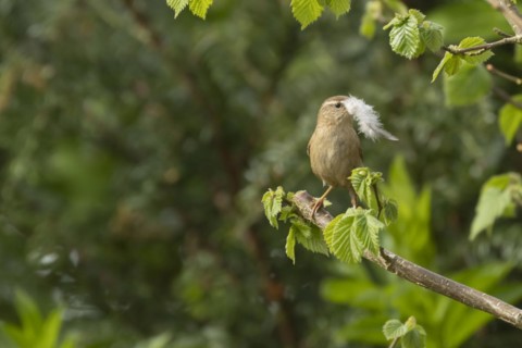 European wren (Troglodytes troglodytes) adult bird with a feather for nesting material in its beak