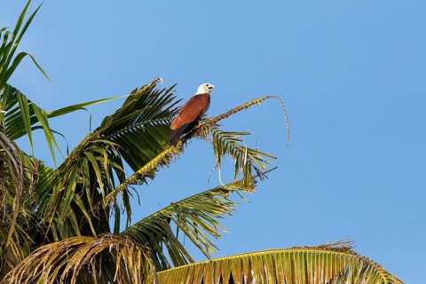 Brahminy kite (Haliastur indus) or Brahminy kite on a Palm tree, Backwaters, Kumarakom, Kerala,