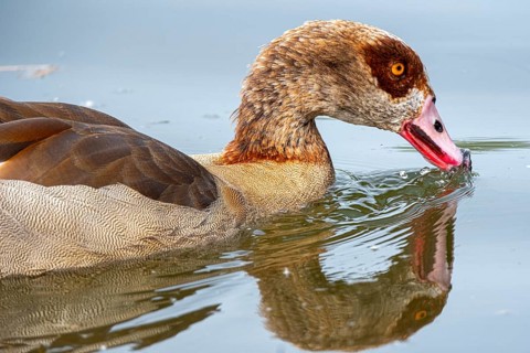 Egyptian geese (Alopochen aegyptiaca) in the River Main, Offenbach am Main, Hesse, Germany, Europe
