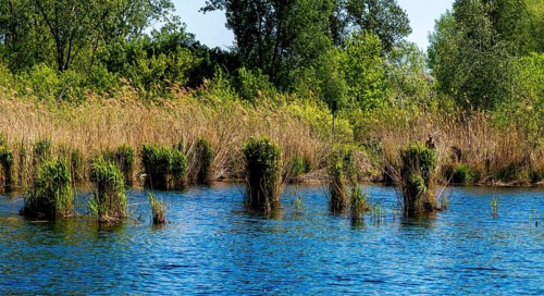 Nature at the large cleaning pond in Beech Forest, Hobrechtswald, Beech, Brandenburg, Germany,