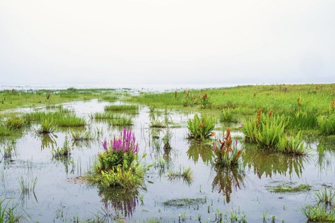 Flowering purple loosestrife (Lythrum salicaria) in a wetland a misty summer day