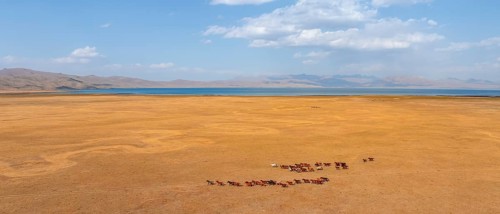 Herd of horses, Aerial view, Vast empty landscape at the mountain lake Song Kul in autumn, Moldo