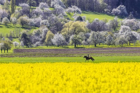 Blossoming fruit trees in the orchards of the Swabian Alb, rider with horse, spring near Bissingen